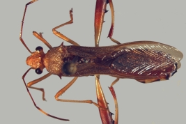 <i>Hyalymenus (Tivarbus) tarsatus</i>, P.N. Iguazu, Misiones