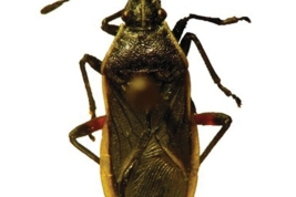 Taken from Faúndez 2015, pag. 289, fig. 1.