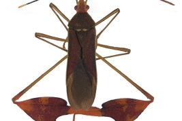 Taken from Brailovsky, H. (2016). The genus Anisoscelis Latreille (Hemiptera: Heteroptera: Coreidae: Coreinae: Anisoscelini): new species, taxonomical arrangements, distributional records and key. Zootaxa, 4144(2), 195-210.
