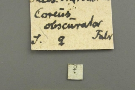 Taken from Coreoidea Species File.(CC BY-NC 3.0) Attribution: Zoological Museum - Natural History Museum of Denmark, Photography by Laurence Livermore. Source: Livermore, L. 2010.