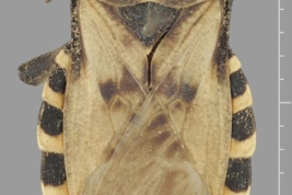 Taken from Coreoidea Species File.Spartocera alternata Dallas, 1852 (Syntype: male) – BMNH London – (CC BY-NC 3.0) Attribution: The Natural History Museum, London. Photograph taken by Tristan Bantock. Source: Bantock. 2011.