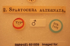 Taken from Coreoidea Species File.Spartocera alternata Dallas, 1852 (Syntype: male) – BMNH London – (CC BY-NC 3.0) Attribution: The Natural History Museum, London. Photograph taken by Tristan Bantock. Source: Bantock. 2011.