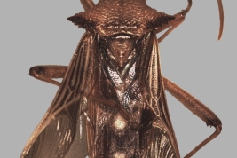 <i>Himella venosa</i>. La Plata Museum.