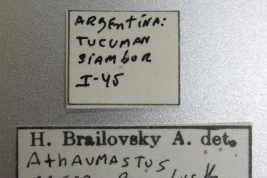 <i>Athaumastus macer</i> Brailovsky, 1993 (Holotype: female) Labels – UNAM Mexico City – © Universidad Nacional Autónoma de México, Mexico City. Photograph taken by Laurence Livermore. (Taken from CoreodeaSpeciesFile)