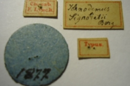 Ischnodemus signoretti. Type. Labels. (MLP) - (CC BY-NC 4.0) - Photo by Eugenia Minghetti. Museo de La Plata. Facultad de Ciencias Naturales y Museo, La Plata, Argentina.
