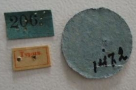 Phlegyas patruelis. Type labels. (MLP) - (CC BY-NC 4.0) - Photo by Eugenia Minghetti, reproduced with permission from the Museo de La Plata, La Plata, Argentina.