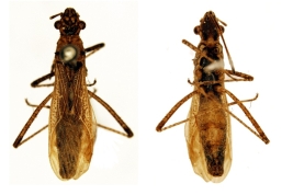 Tomado del Museo Sueco de Historia Natural -Tipos de Heteroptera.