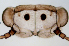 Head. Photo: Burckhardt & Queiroz 2017