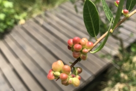 Galls in Schinus longifolia. Photo: C. Baliotte