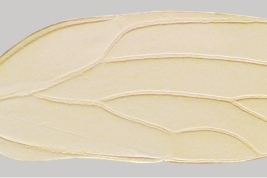 Forewing. Photo: Serbina & Burckhardt 2017