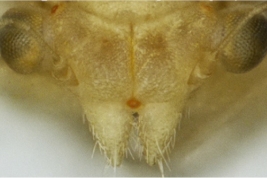 Head. Photo: Serbina & Burckhardt 2017