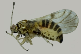 Female. Photo: Serbina et al. 2015