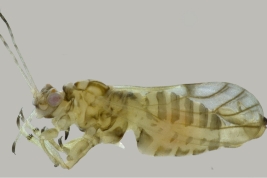 Male. Photo: Serbina et al. 2015