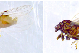 C. bidens tiene dimorfismo estacional: adultos de verano (primer foto), adultos de invierno (segunda foto). Foto: Valle et al. 2017