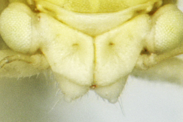Head, dorsal view <i>R. fabianae</i>. Photo: Serbina & Burckhardt 2017
