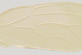 Forewing <i>R. intermedia</i>. Photo: Serbina & Burckhardt 2017