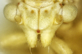 Head, dorsal view <i>R. intermedia</i>. Photo: Serbina & Burckhardt 2017