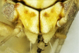 Head, dorsal view <i>R. solanicola</i>. Photo: Serbina & Burckhardt 2017
