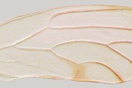 Forewing <i>R. solanicola</i>. Photo: Serbina & Burckhardt 2017