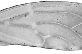 Forewing. Photo: Burckhardt & Ouvrard 2007