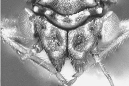 Head. Photo: Burckhardt & Ouvrard 2007