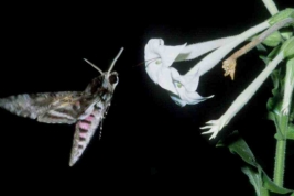 <i>Agrius cingulata</i> drinking nectar from <i>Nicotiana sylvestris</i> (Solanaceae).