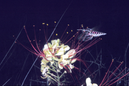 <i>Agrius cingulata</i> drinking nectar from <i>Erythrostemon gilliesii</i> (Fabaceae)