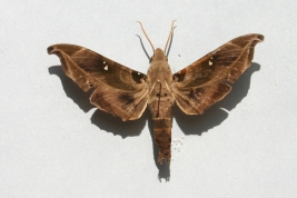 Photo: Ezequiel Osvaldo Núñez-Bustos