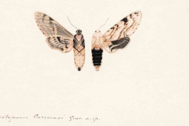 Original illustration made by E. Giacomelli to describe the species (shared by Osvaldo Di Iorio).