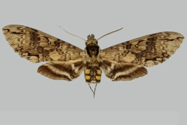 <i>Manduca boliviana</i>, male, upperside. Bolivia. The Trustees of the Natural History Museum. 2024. In: Kitching, I.J. 2024. SphingidaeTaxonomic Inventory SphingidaeTaxonomic Inventory [https://sphingidae.myspecies.info/taxonomy/term/1684], accessed on [1 February 2024]. 