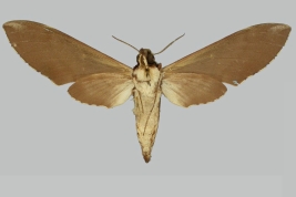 <i>Manduca prestoni</i>, male, upperside. Santa Cruz, Bolivia. The Trustees of the Natural History Museum. 2024. In: Kitching, I.J. 2024. SphingidaeTaxonomic Inventory SphingidaeTaxonomic Inventory [https://sphingidae.myspecies.info/taxonomy/term/1788], accessed on [2 February 2024].