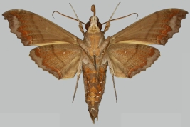 <i>Hemeroplanes ornatus</i>, male, underside. The Trustees of the Natural History Museum. 2024. In: Kitching, I.J. 2024. SphingidaeTaxonomic Inventory SphingidaeTaxonomic Inventory [https://sphingidae.myspecies.info/taxonomy/term/1198], accessed on [2 February 2024].