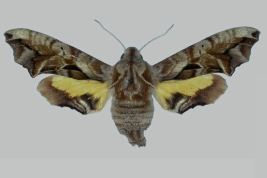  <i>Nyceryx alophus </i>, female, upperside. The Trustees of the Natural History Museum. 2024. In: Kitching, I.J. 2024. SphingidaeTaxonomic Inventory SphingidaeTaxonomic Inventory [https://sphingidae.myspecies.info/taxonomy/term/2029], accessed on [2 February 2024].