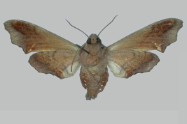 <i>Nyceryx alophus </i>, female, underside. The Trustees of the Natural History Museum. 2024. In: Kitching, I.J. 2024. SphingidaeTaxonomic Inventory SphingidaeTaxonomic Inventory [https://sphingidae.myspecies.info/taxonomy/term/2029], accessed on [2 February 2024].