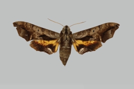 <i>Nyceryx cratera </i>, female, upperside. Caranavi, Bolivia. The Trustees of the Natural History Museum. 2024. In: Kitching, I.J. 2024. Sphingidae Taxonomic Inventory [https://sphingidae.myspecies.info/taxonomy/term/5772], accessed on [2 February 2024].