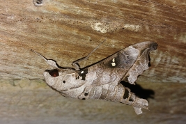 <i>Madoryx oiclus oiclus</i>. Destacamento de guardaparques del parque provincial de la Sierra Ingeniero Raúl Martínez Crovetto,  San José, Misiones. Foto: Ernesto Rubén Krauczuk.