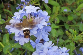 <i>Aellopos titan</i> drinking nectar from a cultivated plant of <i>Plumbago</i>. Photo: Dana Aguilar