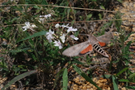<i>Erinnyis ello</i> drinking nectar from <i>Glandularia platensis</i> (Verbenaceae). Photo: Federico Sazatornil.