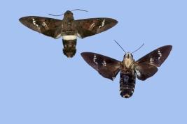 <i>Aellopos titan</i> dorsal view (left) and ventral view (right) 