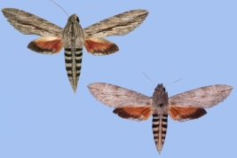 <i>Erinnyis ello</i> male (left) and female (right) 
