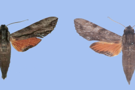 <i>Erinnyis obscura</i> male (left) and female (right) 