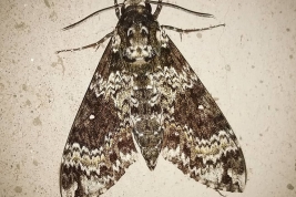 <i>Manduca rustica</i>. Photo: Franco Chiarini.