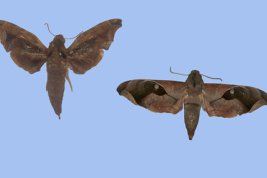 <i>Enyo gorgon</i> male (left) and female (right).