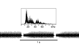 canto del macho: espectrograma lineal y oscilograma de un fragmento de canto continuo (grabación de campo, 21:30 hs, 23°C)