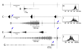 variable calling song of male and responses of female (violet arrows) at 27°C: A three ticks of continuously calling male, female absent; B one tick from A;  C three calls of continuously calling male, the first with response of female; D First call from C with low-amplitude response (cage with female about 1 m away); E three calls of continuously calling male, the first with response of close-by  female; F first call from E with loud response; G final part of F; H frequency spectrum of ticks made by  male; I same of lower-amplitude rattling of male (C-F); J same of female response [modified from Braun 2021]