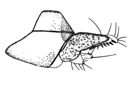 Genitalia, lateral view. From Angrisano (1989).