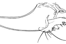 Genitalia, lateral view. From Angrisano (1995).
