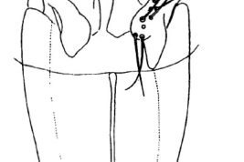 Genitalia, ventral view. From Angrisano (1995).