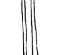 Phallus. From Angrisano (1995).