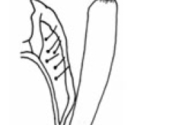 Tergum X and inferior appendages, dorsal view. From Sganga & Angrisano (2006).